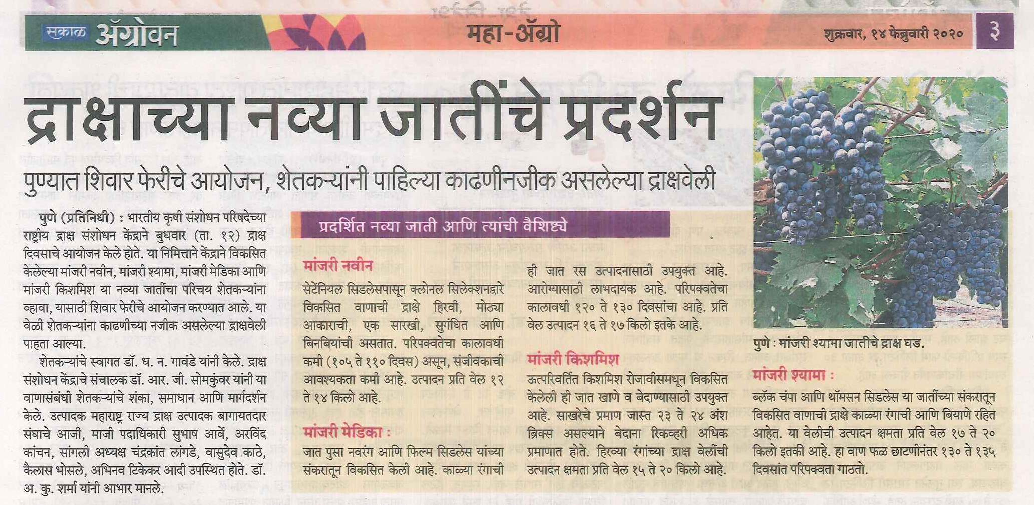 Grape day news in sakal agrowon